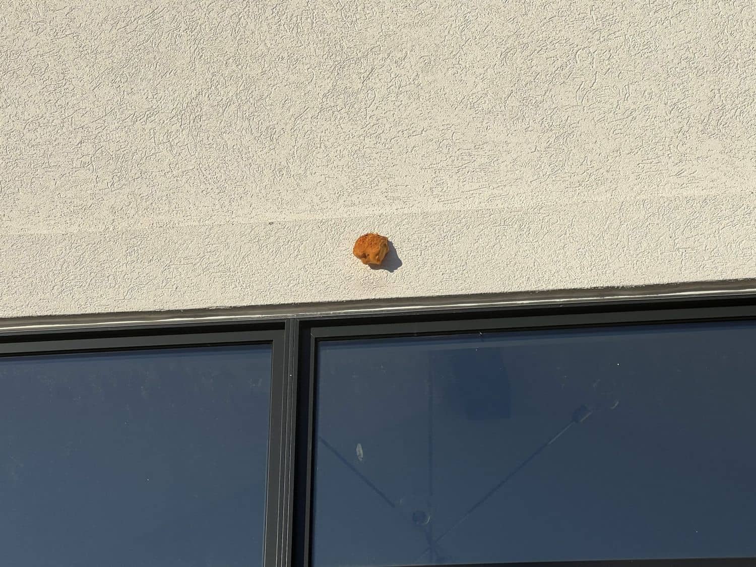 Impact of Woodpeckers on EIFS A Costly Interaction